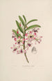 Sertum orchidaceum Une couronne des plus belles fleurs orchidées Pl03 - John Lindley — vista dell’opera