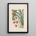 Sertum orchidaceum Una corona delle più belle fiori di orchidee Pl04 - John Lindley — quadro incorniciato alla parete
