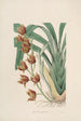 Sertum orchidaceum Una corona delle più belle fiori di orchidee Pl04 - John Lindley — vista dell’opera