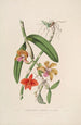 Sertum orchidaceum Une couronne des plus belles fleurs orchidées Pl05 - John Lindley — vista dell’opera