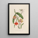 Sertum orchidaceum Une couronne des plus belles fleurs orchidées Pl05 - John Lindley — quadro incorniciato alla parete