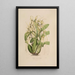 Sertum orchidaceum Une couronne des plus belles fleurs orchidées Pl06 - John Lindley — quadro incorniciato alla parete