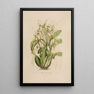 John Lindley - Sertum orchidaceum A wreath of the most beautiful orchidaceous flowers Pl06.webp