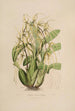 Sertum orchidaceum Une couronne des plus belles fleurs orchidées Pl06 - John Lindley — vista dell’opera