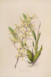 Sertum orchidaceum Une couronne des plus belles fleurs orchidées Pl07 - John Lindley — vista dell’opera