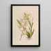 Sertum orchidaceum Une couronne des plus belles fleurs orchidées Pl07 - John Lindley — quadro incorniciato alla parete