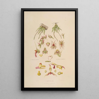 John Lindley - Sertum orchidaceum A wreath of the most beautiful orchidaceous flowers Pl08.webp