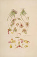 Sertum orchidaceum Une couronne des plus belles fleurs orchidées Pl08 - John Lindley — vista dell’opera