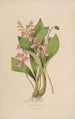 Sertum orchidaceum Una corona delle più belle fiori di orchidee Pl09 - John Lindley — vista dell’opera