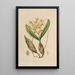 Sertum orchidaceum Una corona delle più belle fiori di orchidee Pl10 - John Lindley — quadro incorniciato alla parete