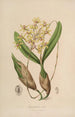 Sertum orchidaceum Una corona delle più belle fiori di orchidee Pl10 - John Lindley — vista dell’opera