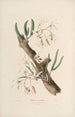 Sertum orchidaceum Une couronne des plus belles fleurs orchidées Pl11 - John Lindley — vista dell’opera