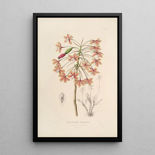 John Lindley - Sertum orchidaceum A wreath of the most beautiful orchidaceous flowers Pl13.webp