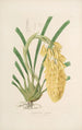 Sertum orchidaceum Une couronne des plus belles fleurs orchidées Pl14 - John Lindley — vista dell’opera