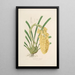 Sertum orchidaceum Une couronne des plus belles fleurs orchidées Pl14 - John Lindley — quadro incorniciato alla parete