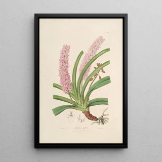 John Lindley - Sertum orchidaceum A wreath of the most beautiful orchidaceous flowers Pl15.webp