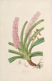 Sertum orchidaceum Una corona delle più belle fiori di orchidee Pl15 - John Lindley — vista dell’opera