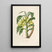 Sertum orchidaceum Une couronne des plus belles fleurs orchidées Pl16 - John Lindley — quadro incorniciato alla parete