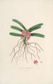 Sertum orchidaceum Une couronne des plus belles fleurs orchidées Pl17 - John Lindley — vista dell’opera