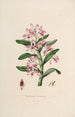 Sertum orchidaceum Une couronne des plus belles fleurs orchidées Pl18 - John Lindley — vista dell’opera