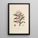 Sertum orchidaceum Une couronne des plus belles fleurs orchidées Pl18 - John Lindley — quadro incorniciato alla parete