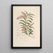 Sertum orchidaceum Une couronne des plus belles fleurs orchidées Pl19 - John Lindley — quadro incorniciato alla parete