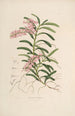 Sertum orchidaceum Une couronne des plus belles fleurs orchidées Pl19 - John Lindley — vista dell’opera