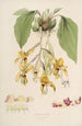 Sertum orchidaceum Une couronne des plus belles fleurs orchidées Pl20 - John Lindley — vista dell’opera