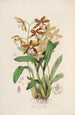 Sertum orchidaceum Une couronne des plus belles fleurs orchidées Pl21 - John Lindley — vista dell’opera