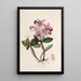 Sertum orchidaceum Une couronne des plus belles fleurs orchidées Pl22 - John Lindley — quadro incorniciato alla parete