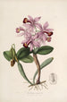Sertum orchidaceum Une couronne des plus belles fleurs orchidées Pl22 - John Lindley — vista dell’opera