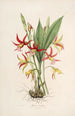 Sertum orchidaceum Une couronne des plus belles fleurs orchidées Pl23 - John Lindley — vista dell’opera