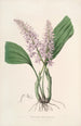 Sertum orchidaceum Une couronne des plus belles fleurs orchidées Pl24 - John Lindley — vista dell’opera