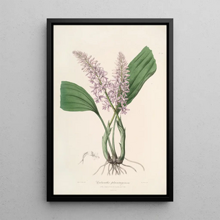 John Lindley - Sertum orchidaceum A wreath of the most beautiful orchidaceous flowers Pl24.webp