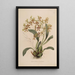 Sertum orchidaceum Une couronne des plus belles fleurs orchidées Pl25 - John Lindley — quadro incorniciato alla parete