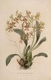 Sertum orchidaceum Une couronne des plus belles fleurs orchidées Pl25 - John Lindley — vista dell’opera