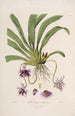 Sertum orchidaceum Une couronne des plus belles fleurs orchidées Pl26 - John Lindley — vista dell’opera