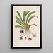 Sertum orchidaceum Une couronne des plus belles fleurs orchidées Pl26 - John Lindley — quadro incorniciato alla parete