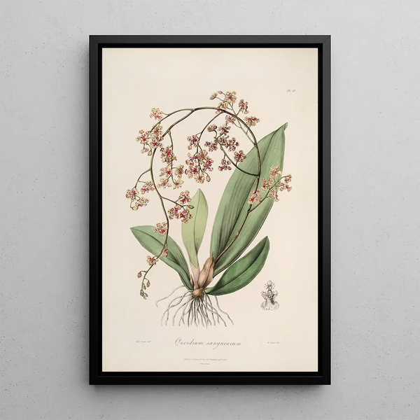 John Lindley - Sertum orchidaceum A wreath of the most beautiful orchidaceous flowers Pl27.webp