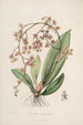 Sertum orchidaceum Une couronne des plus belles fleurs orchidées Pl27 - John Lindley — vista dell’opera