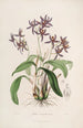 Sertum orchidaceum Una corona delle più belle fiori di orchidee Pl28 - John Lindley — vista dell’opera