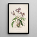 Sertum orchidaceum Una corona delle più belle fiori di orchidee Pl28 - John Lindley — quadro incorniciato alla parete
