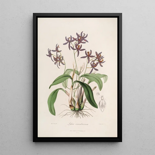 John Lindley - Sertum orchidaceum A wreath of the most beautiful orchidaceous flowers Pl28.webp