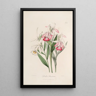 John Lindley - Sertum orchidaceum A wreath of the most beautiful orchidaceous flowers Pl29.webp