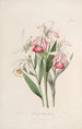Sertum orchidaceum Une couronne des plus belles fleurs orchidées Pl29 - John Lindley — vista dell’opera