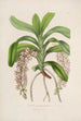 Sertum orchidaceum Une couronne des plus belles fleurs orchidées Pl30 - John Lindley — vista dell’opera