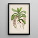 Sertum orchidaceum Une couronne des plus belles fleurs orchidées Pl30 - John Lindley — quadro incorniciato alla parete