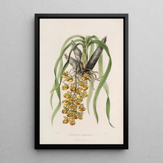 John Lindley - Sertum orchidaceum A wreath of the most beautiful orchidaceous flowers Pl31.webp