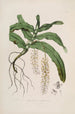 Sertum orchidaceum Une couronne des plus belles fleurs orchidées Pl32 - John Lindley — vista dell’opera