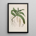 Sertum orchidaceum Une couronne des plus belles fleurs orchidées Pl32 - John Lindley — quadro incorniciato alla parete
